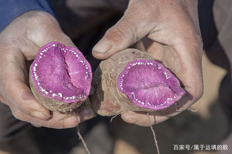 种植紫薯有什么高产的办法_紫薯的种植技术_种植紫薯技术要求