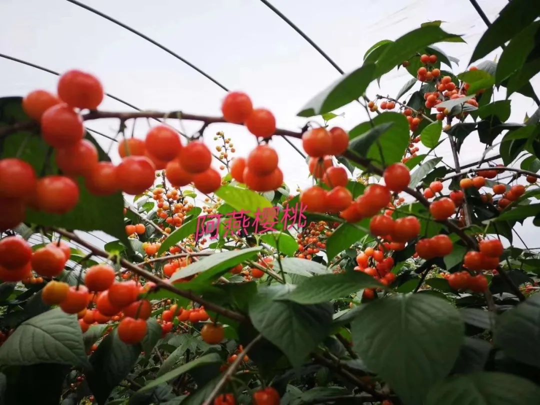 致富经火龙果视频_致富经火龙果种植视频_致富经火龙果