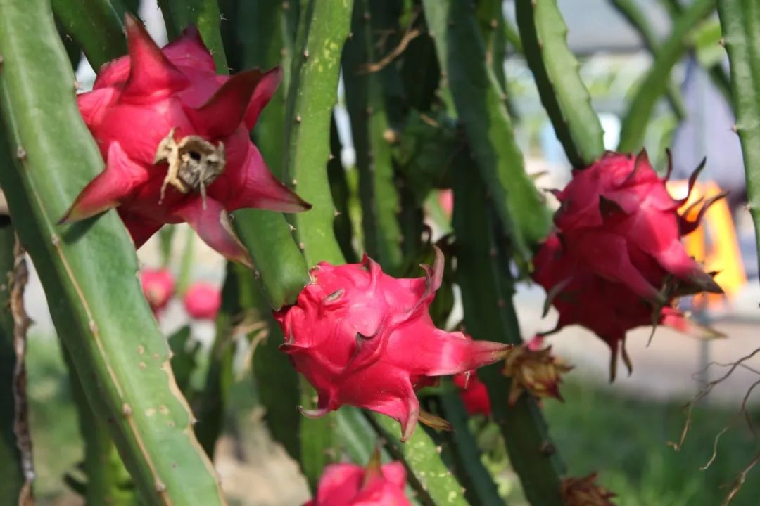 致富经火龙果_致富经火龙果种植视频_致富经火龙果视频