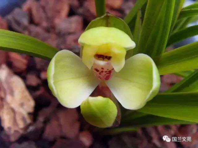 兰花种植致富经_致富兰花种植时间_致富兰花种植条件