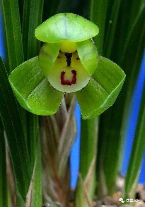 兰花种植致富经_致富兰花种植时间_致富兰花种植条件