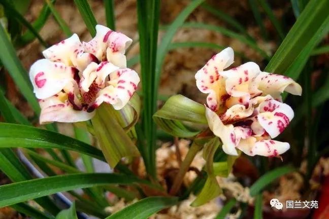 致富兰花种植条件_兰花种植致富经_致富兰花种植时间