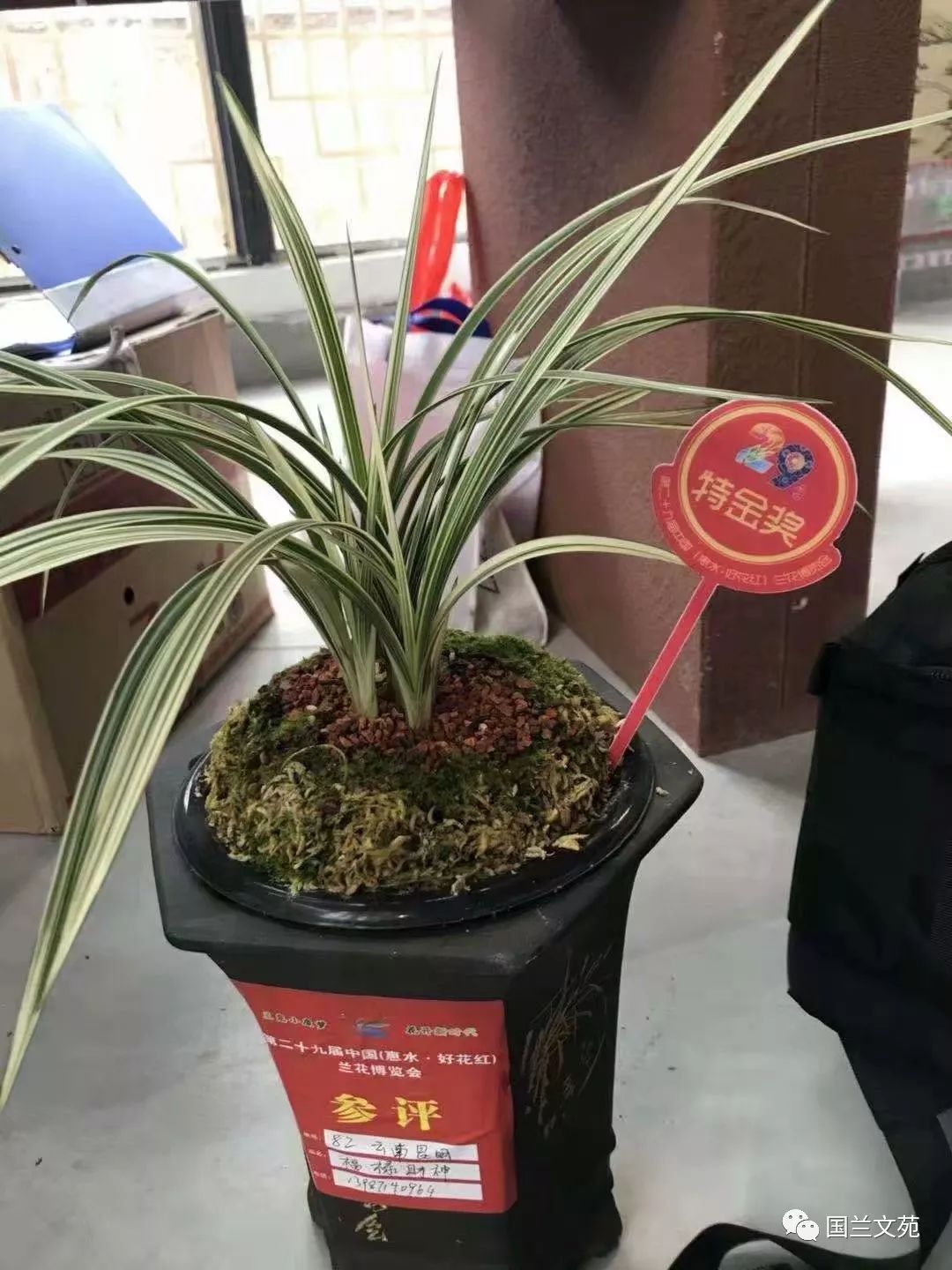 致富兰花种植条件_兰花种植致富经_致富兰花种植时间