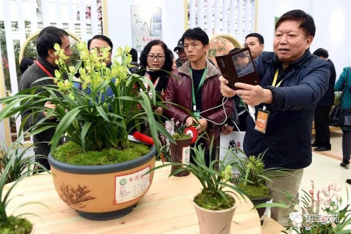 致富兰花种植时间_兰花种植致富经_致富兰花种植条件