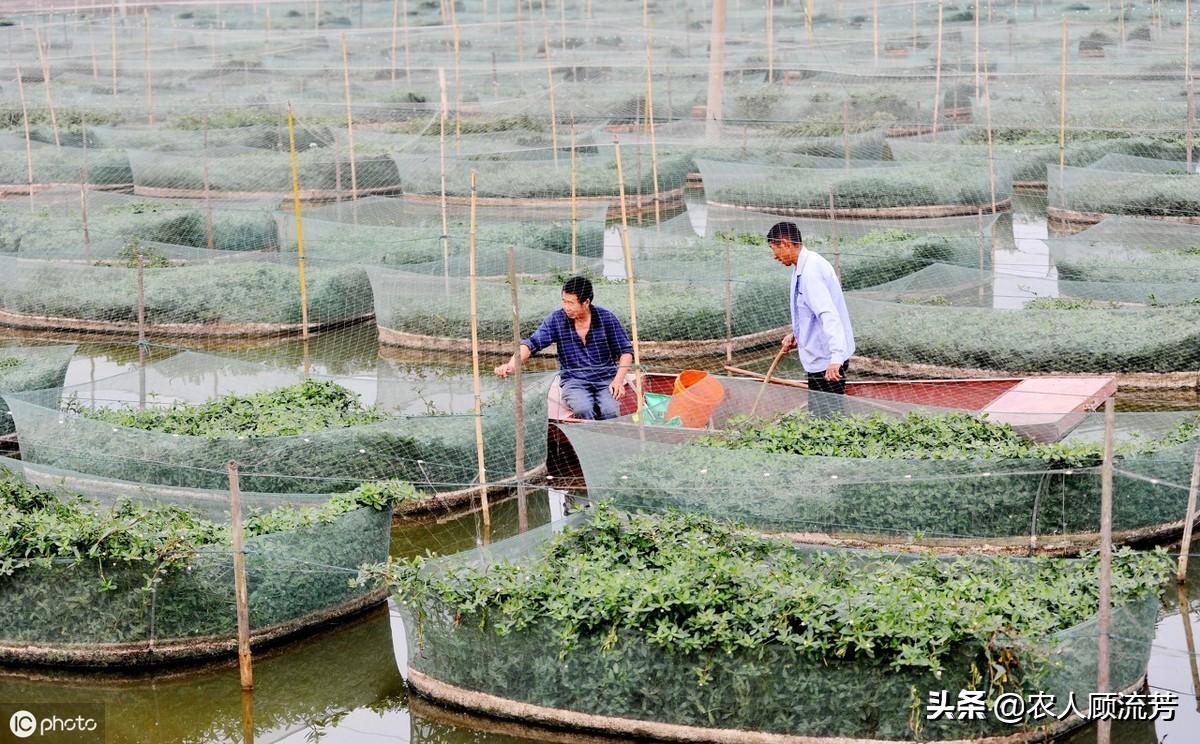 网箱养殖黄鳝的利润和成本视频_网箱黄鳝养殖技术难点_黄善网箱养殖技术