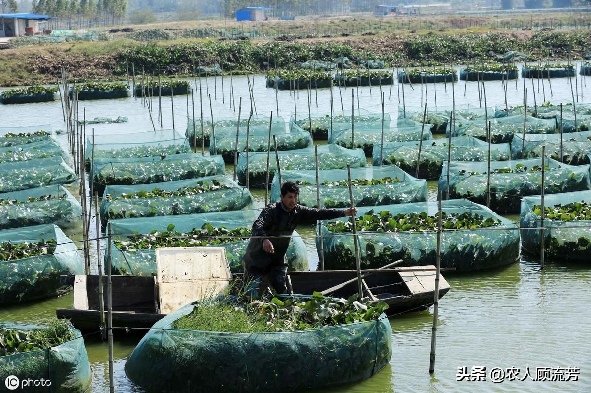 网箱黄鳝养殖技术难点_网箱养殖黄鳝的利润和成本视频_黄善网箱养殖技术