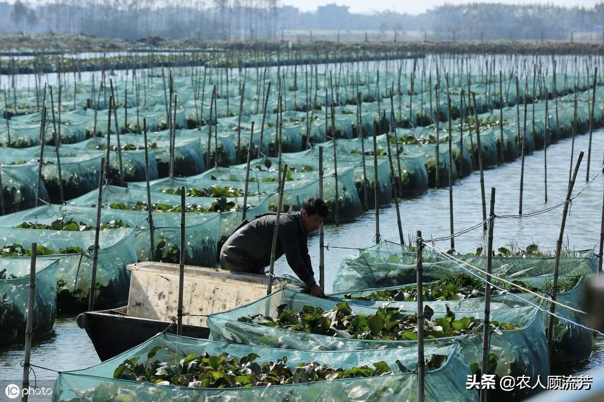 黄善网箱养殖技术_网箱养殖黄鳝的利润和成本视频_网箱黄鳝养殖技术难点