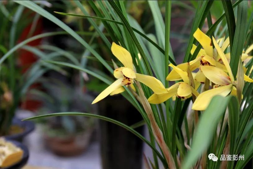 致富兰花种植条件_兰花致富经_兰花种植致富经