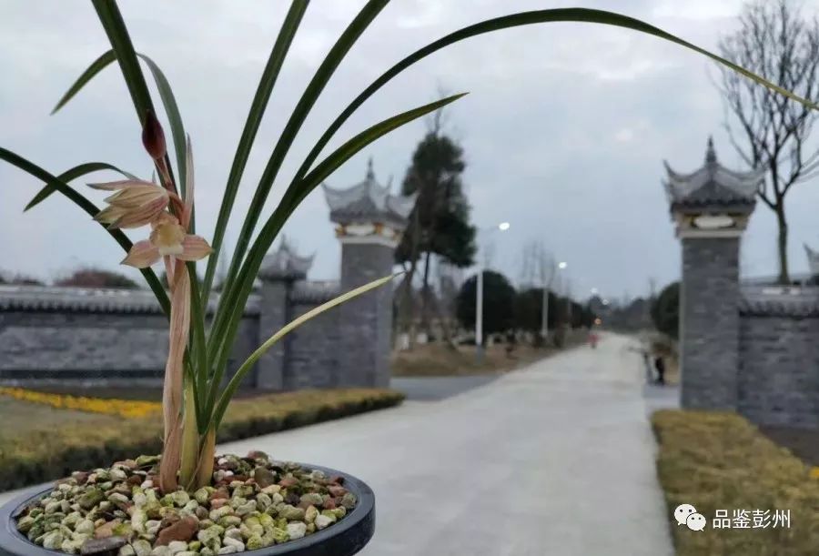 兰花种植致富经_致富兰花种植条件_兰花致富经