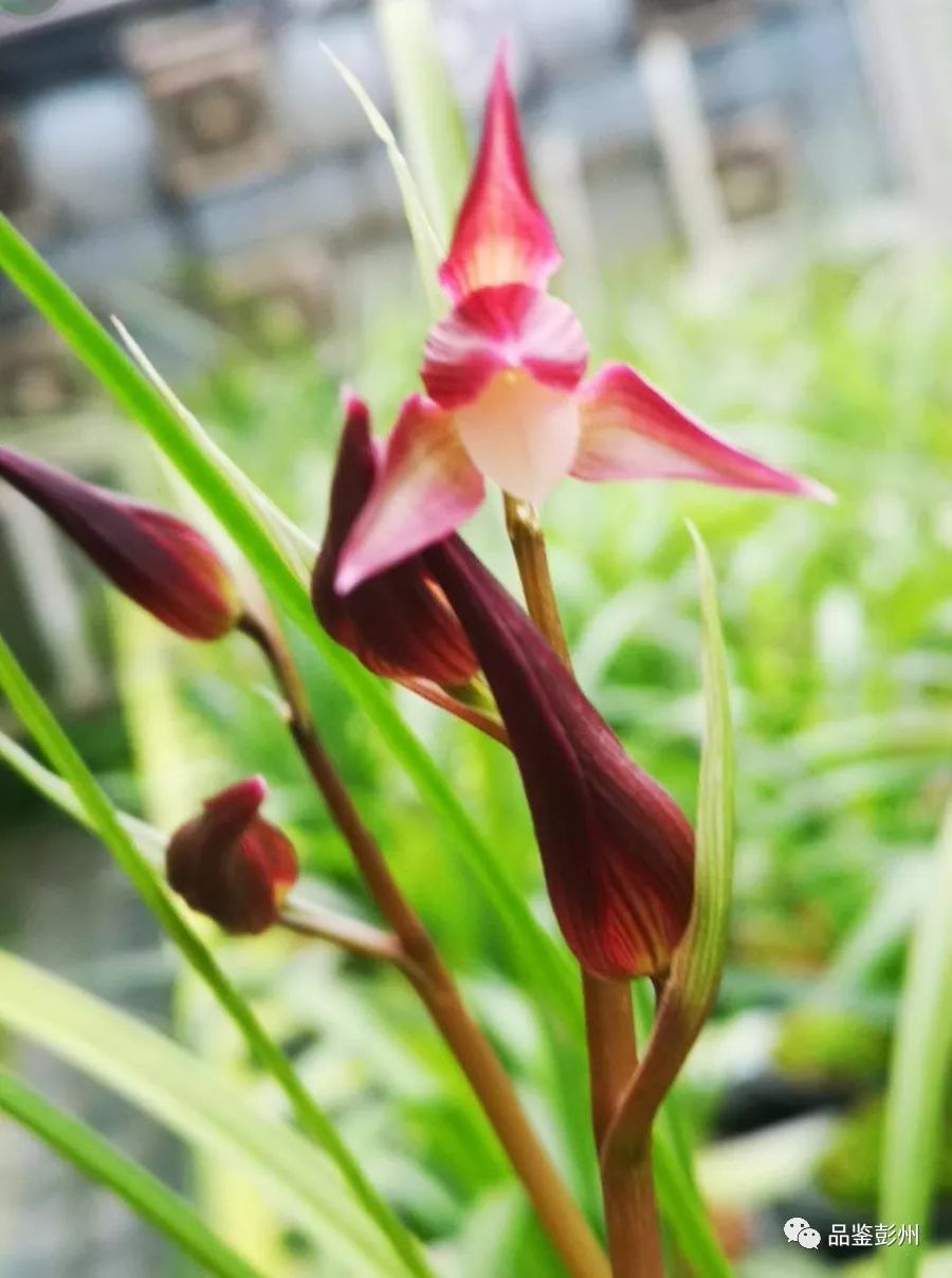 致富兰花种植条件_兰花种植致富经_兰花致富经