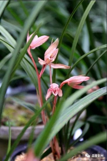 兰花种植致富经_兰花致富经_致富兰花种植条件