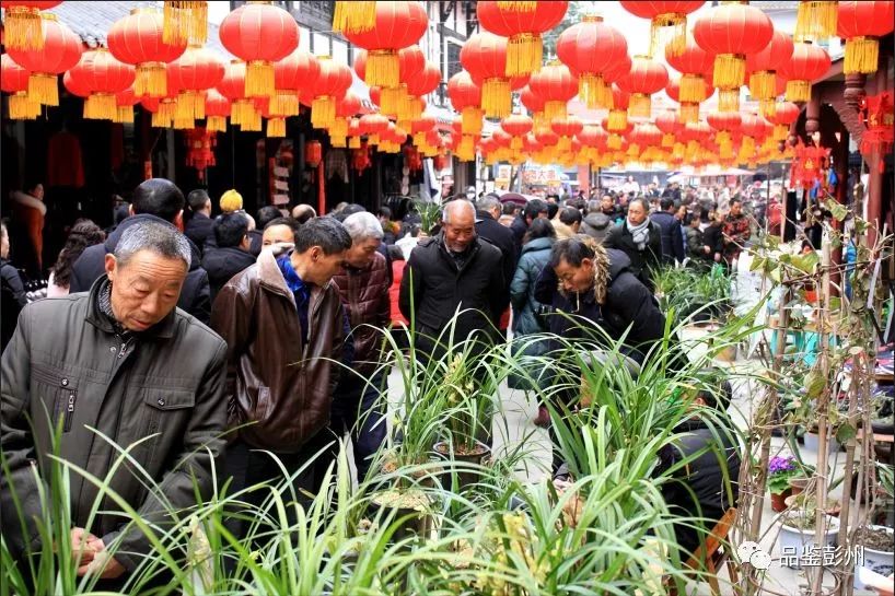 致富兰花种植条件_兰花致富经_兰花种植致富经