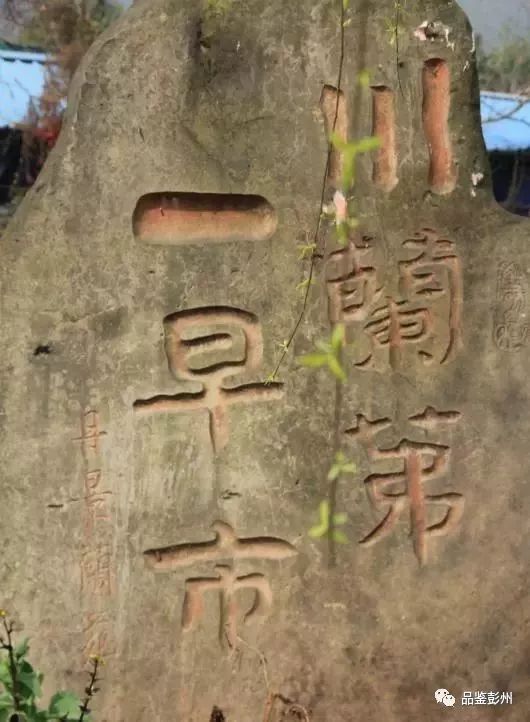 致富兰花种植条件_兰花致富经_兰花种植致富经