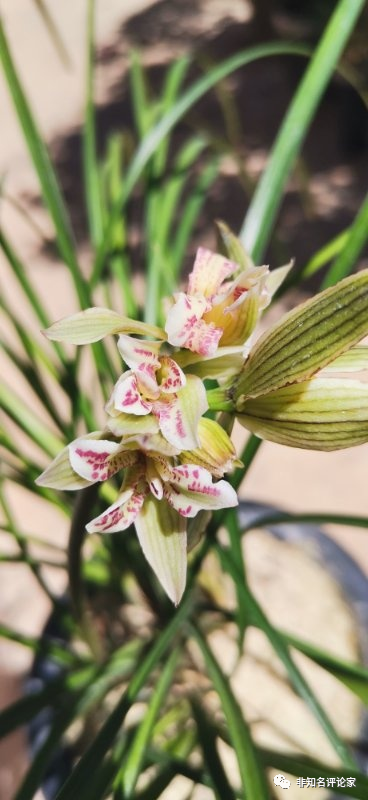 兰花致富经_兰花种植致富经_致富经兰花种植视频