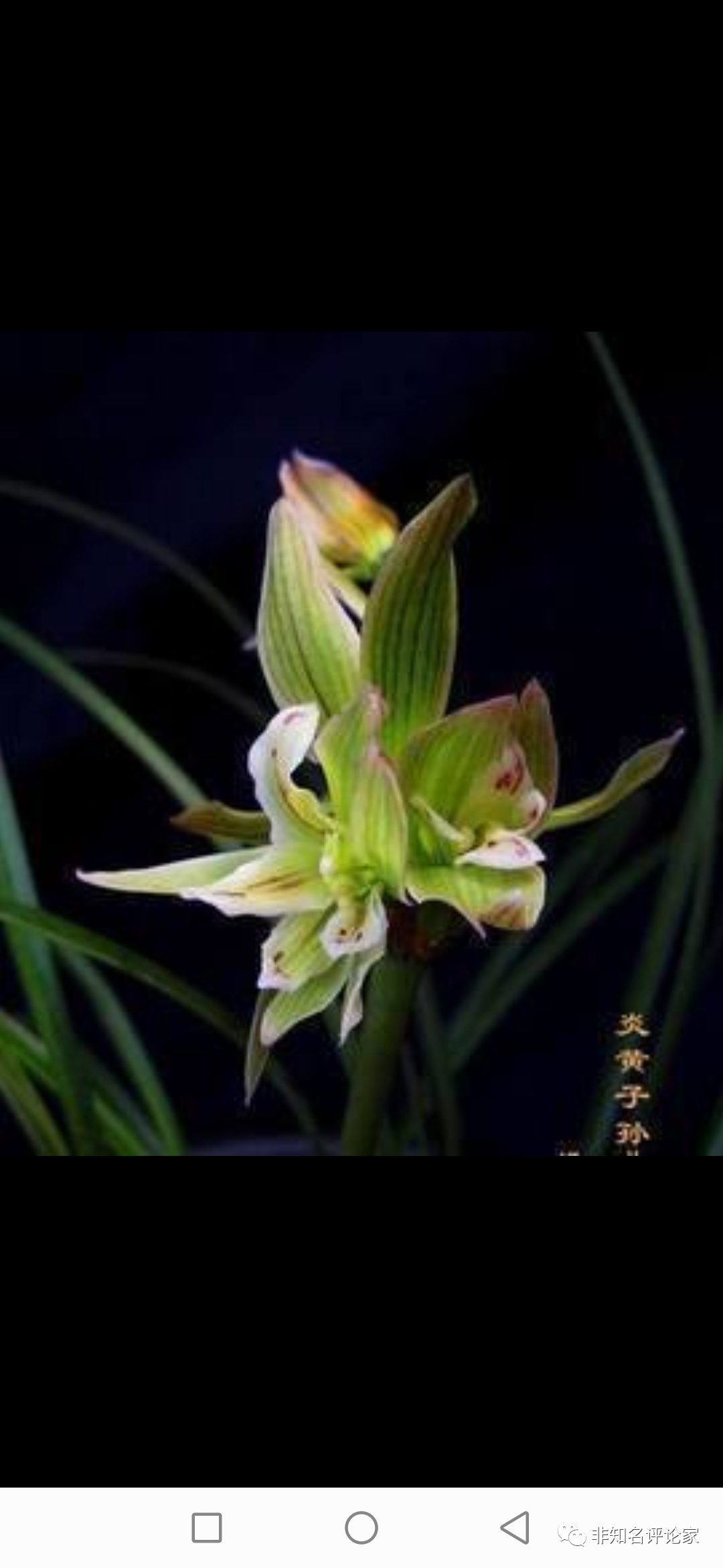 兰花种植致富经_兰花致富经_致富经兰花种植视频