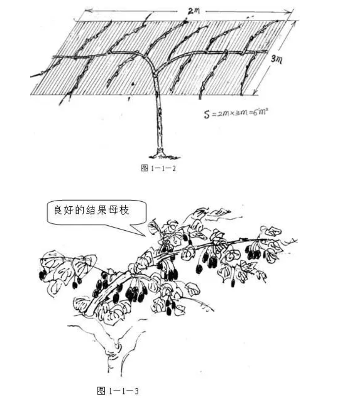 蓝莓北方种植技术视频_北方适合种植蓝莓苗怎么挑选_北方蓝莓种植方法