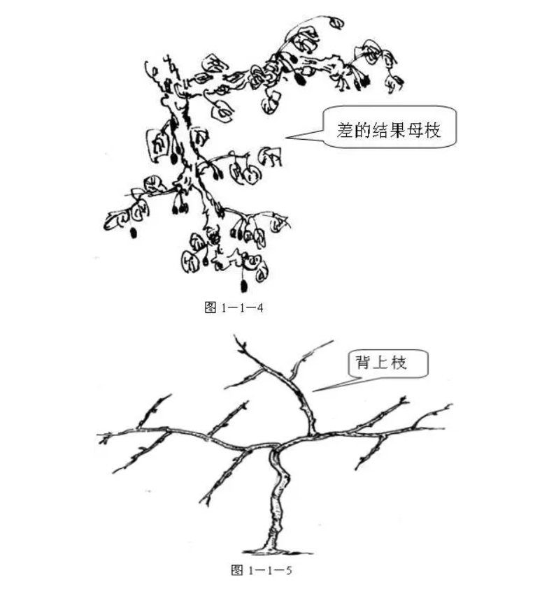 蓝莓北方种植技术视频_北方适合种植蓝莓苗怎么挑选_北方蓝莓种植方法