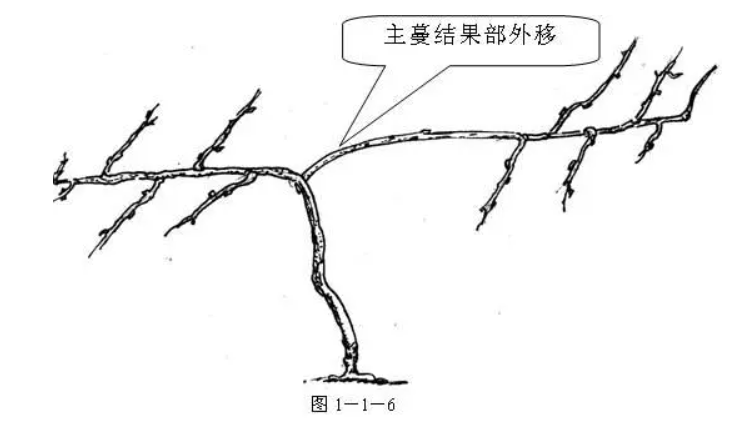 北方适合种植蓝莓苗怎么挑选_北方蓝莓种植方法_蓝莓北方种植技术视频