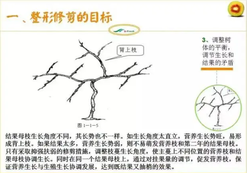 北方适合种植蓝莓苗怎么挑选_北方蓝莓种植方法_蓝莓北方种植技术视频