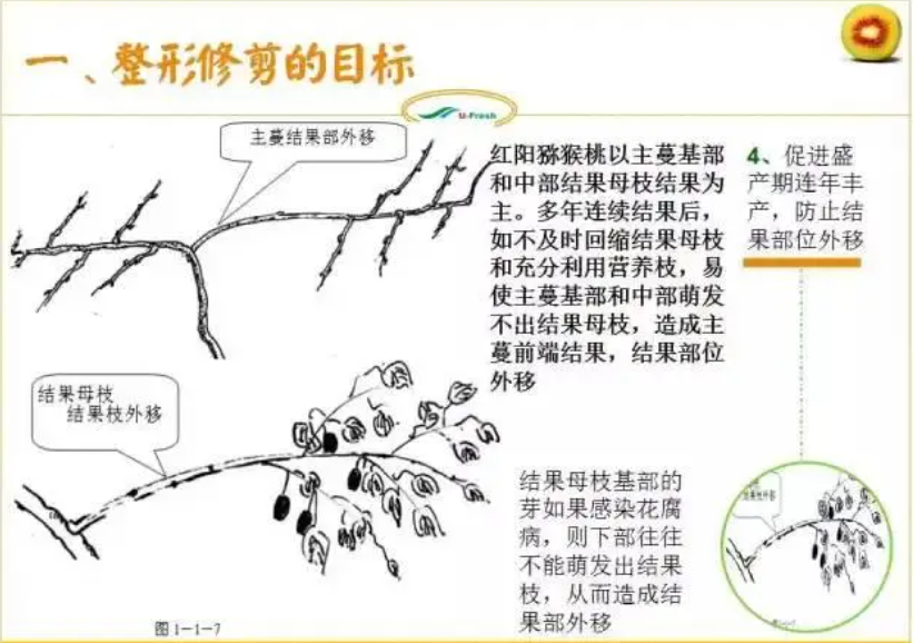 蓝莓北方种植技术视频_北方蓝莓种植方法_北方适合种植蓝莓苗怎么挑选