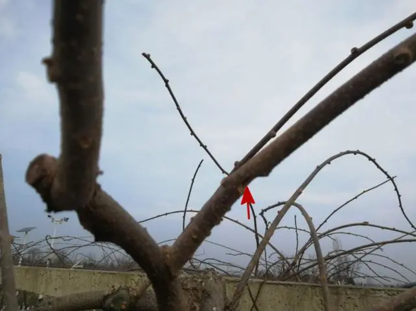 蓝莓北方种植技术视频_北方适合种植蓝莓苗怎么挑选_北方蓝莓种植方法