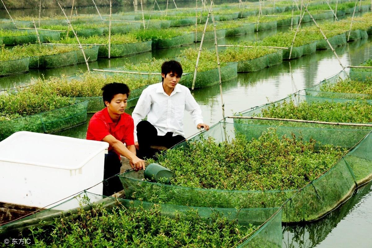 黄善网箱养殖技术_网箱黄鳝养殖技术难点_网箱养殖黄鳝网箱到底吗