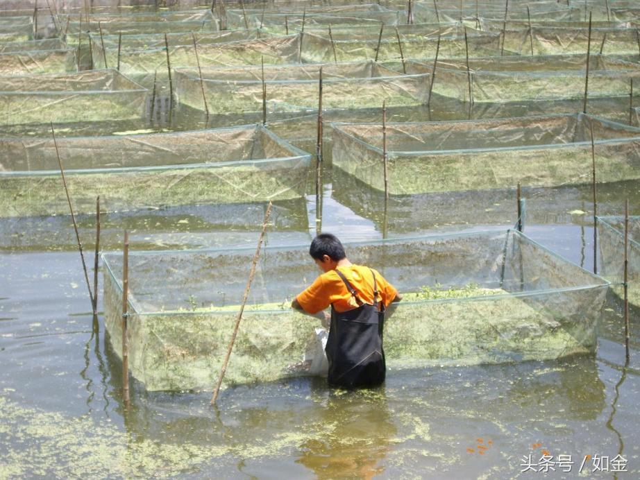 黄善网箱养殖技术_网箱养殖黄鳝网箱到底吗_网箱黄鳝养殖技术难点