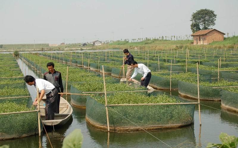 网箱养殖黄鳝的利润和成本视频_黄善网箱养殖技术_网箱黄鳝养殖技术难点