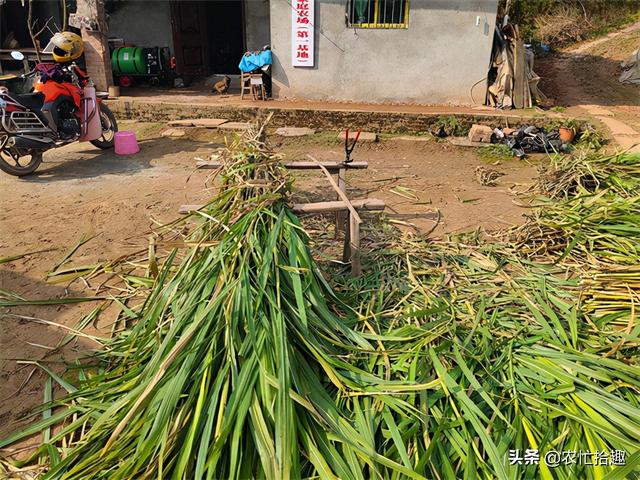 致富种植牧草养鸭视频_种植牧草养鸭致富_种草养鸭致富经