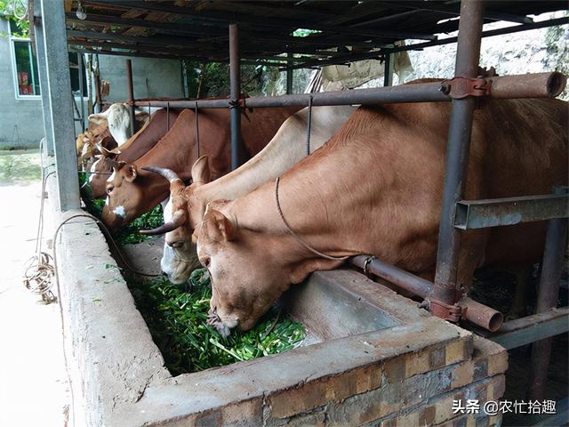 致富种植牧草养鸭视频_种草养鸭致富经_种植牧草养鸭致富