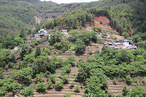 花果碧寨：“果”然“富”民