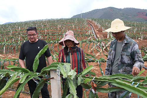 共同研究火龙果种植技术.JPG