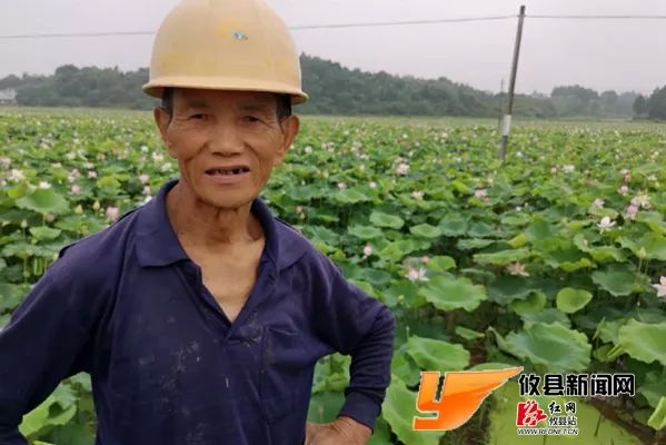 致富种植莲蓬技术视频教程_种莲蓬赚钱吗_莲蓬种植技术致富