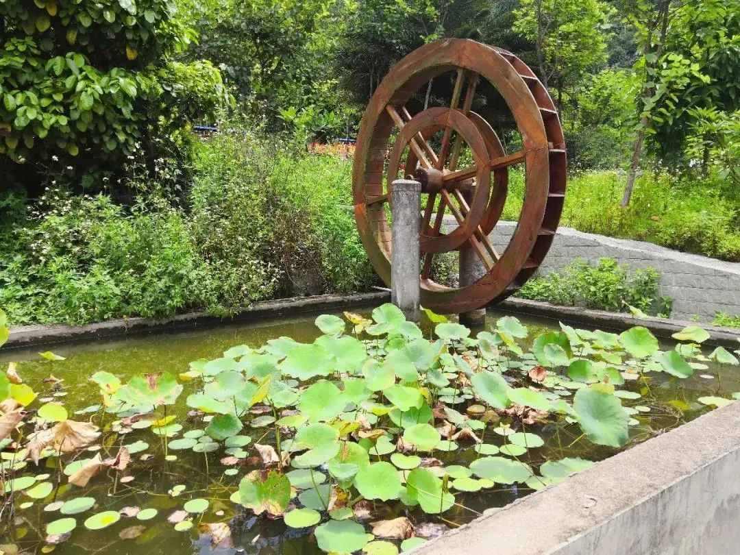 致富种植莲蓬技术要求_致富种植莲蓬技术视频_莲蓬种植技术致富