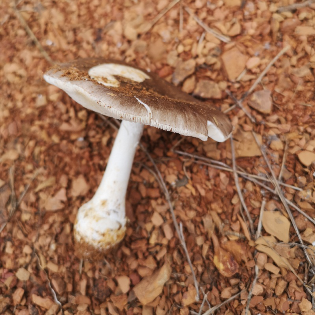 室内蘑菇种植致富项目_蘑菇致富室内种植视频_致富经室内种蘑菇