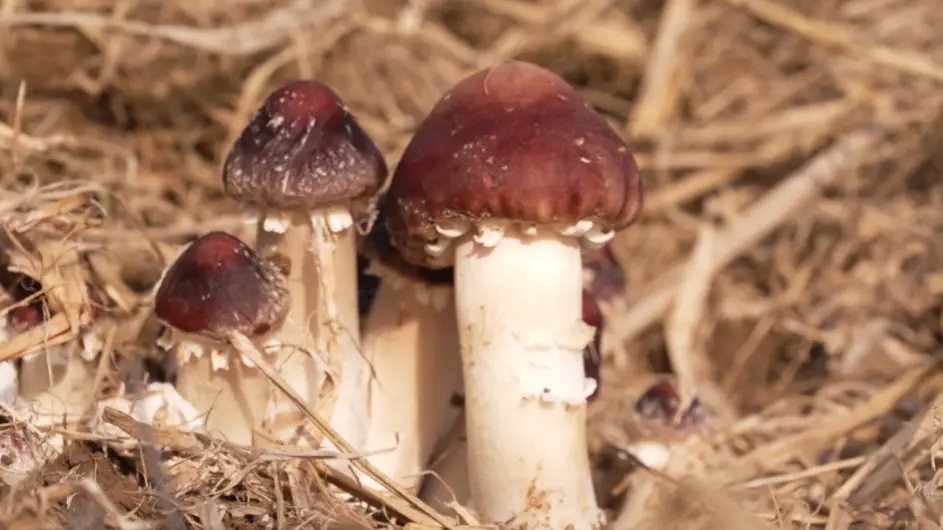 致富经室内种蘑菇_蘑菇室内种植_室内蘑菇种植致富项目