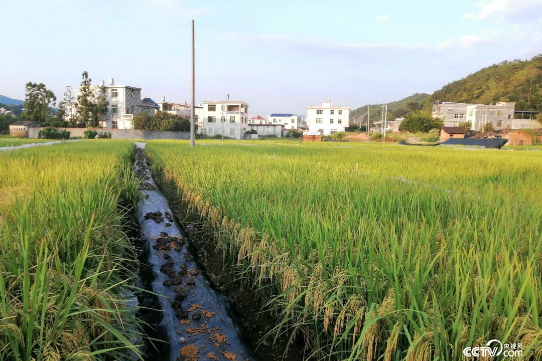 连城新泉“稻蛙共生”实现生态效益倍增