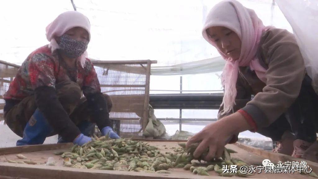 瓜果种植技术_瓜果种植图片_瓜瓜种植致富果