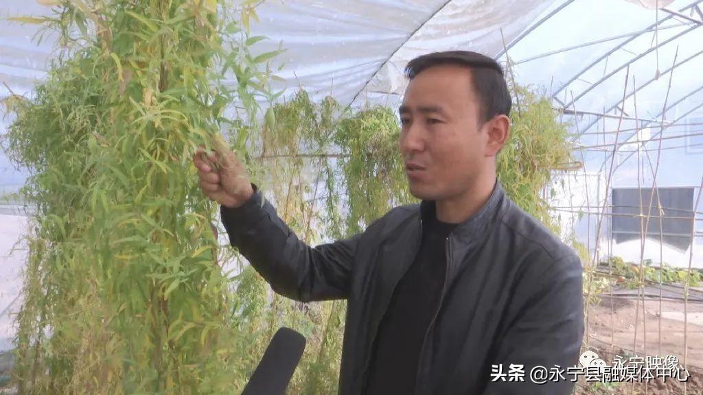 瓜果种植图片_瓜瓜种植致富果_瓜果种植技术