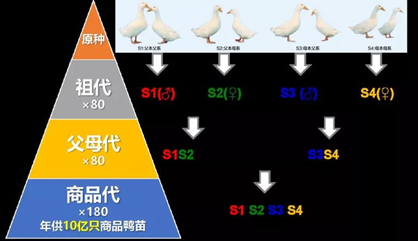 致富经番鸭养殖技术_养殖番鸭的成本及利润_致富经半番鸭