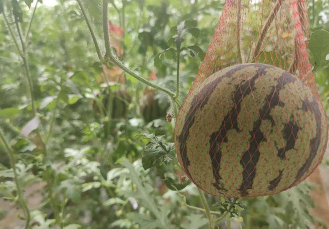 瓜果种植图片_瓜瓜种植致富果_瓜果种植技术