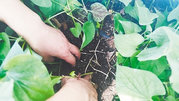 致富经种植鱼腥草视频_鱼腥草种植视频播放_种植鱼腥草的视频