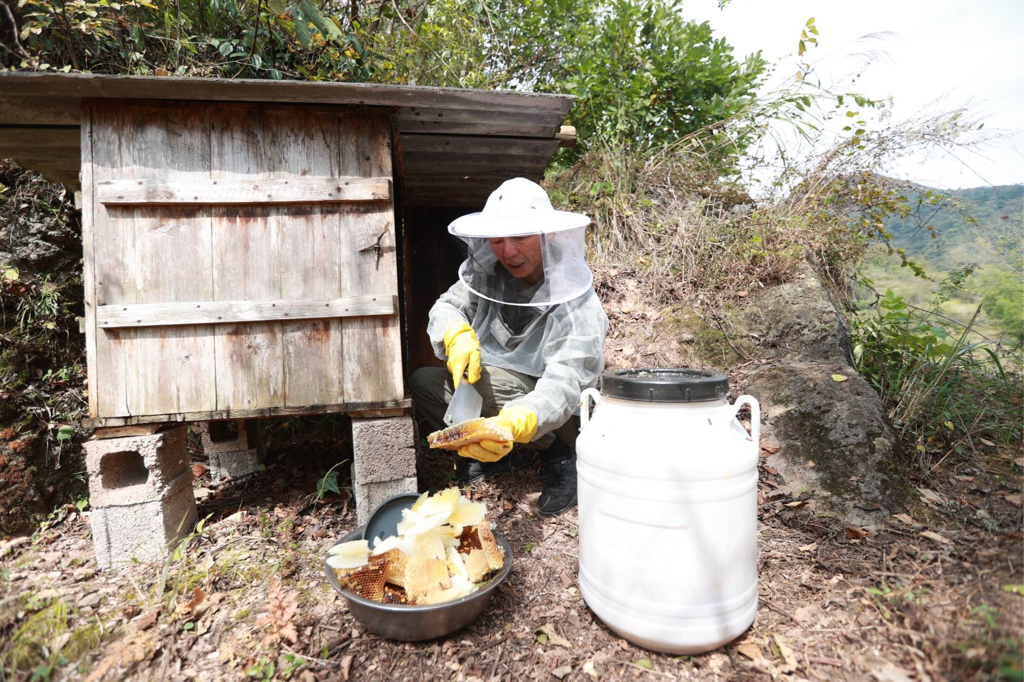 蜜蜂养殖发财致富经_生财有道蜜蜂养殖视频_蜜蜂养殖怎么样挣钱吗