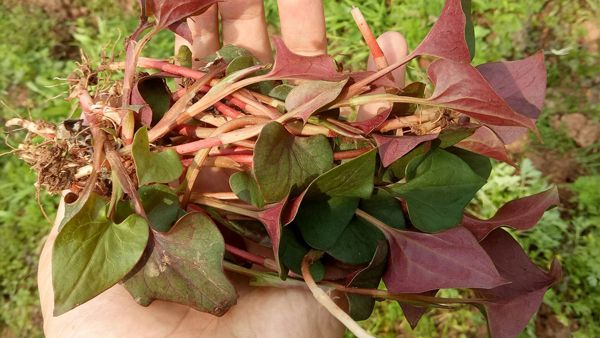 种植鱼腥草年赚500万_致富经种植鱼腥草视频_视频致富种植鱼腥草真的假的