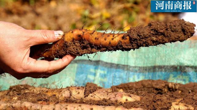 视频种植淮山技术要点_如何种植淮山视频_淮山种植技术视频