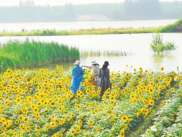 种植葵花的利润怎么样_种葵花挣钱吗_种植葵花致富