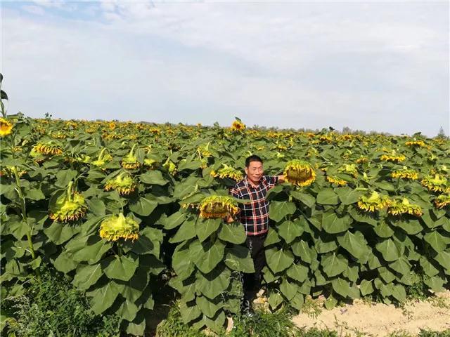 致富经葵花籽种植_种葵花挣钱吗_种植葵花致富