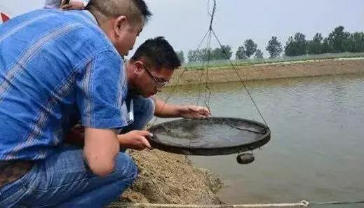 对虾的养殖方法技术_养殖对虾技术视频_养殖对虾方法技术要求