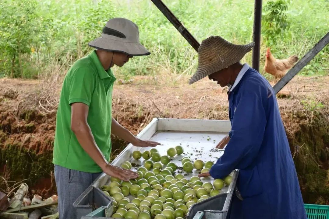 致富种植视频全集_致富经百香果种植视频_种植果树致富