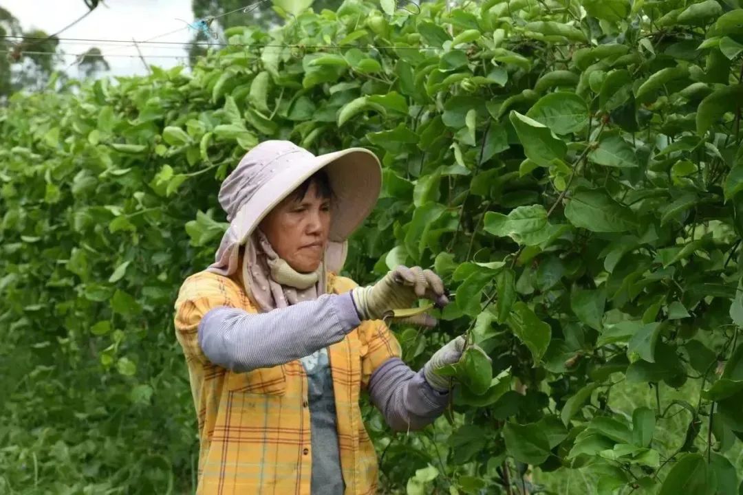 致富种植视频全集_致富经百香果种植视频_种植果树致富